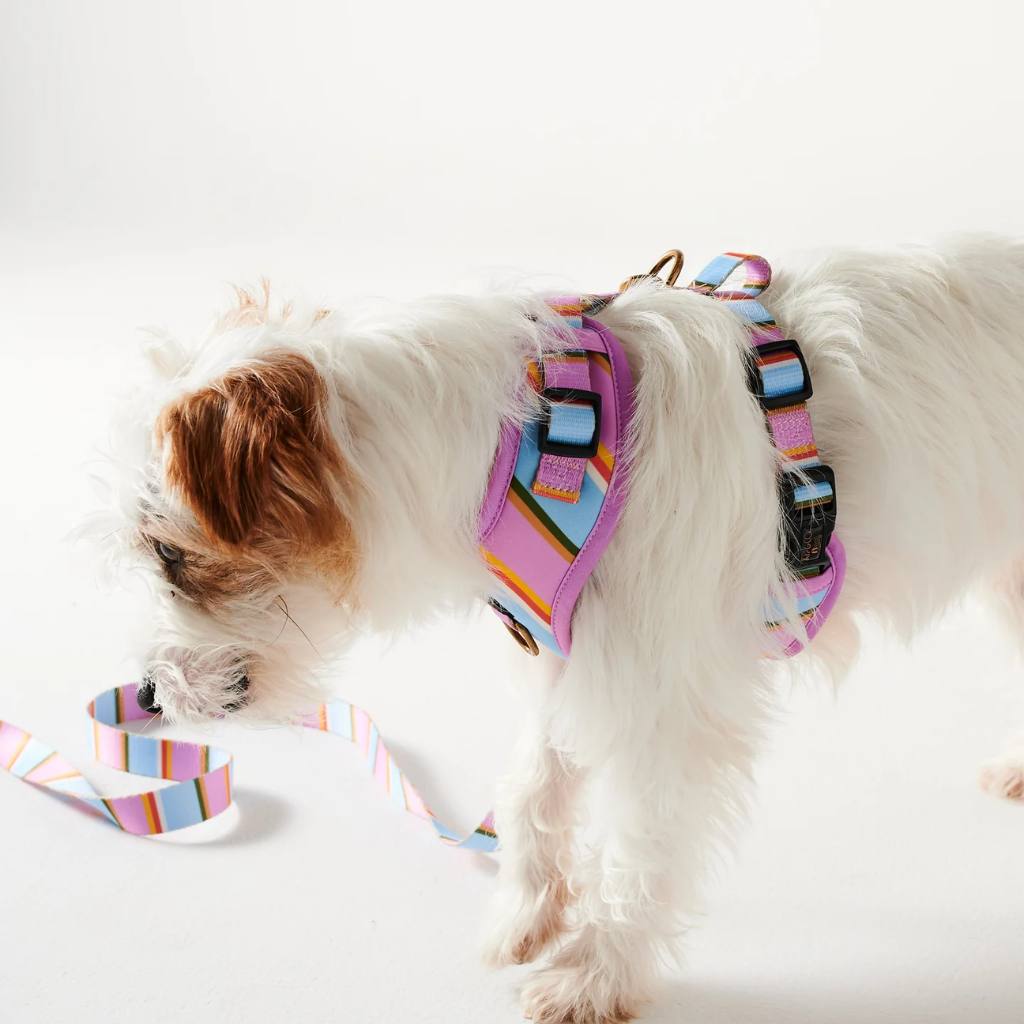 Kip & Co | Fez Stripe Dog Harness - Cove. Beach Essentials