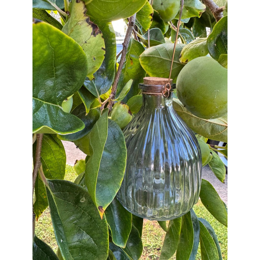 Clear glass wasp trap hanging among leaves