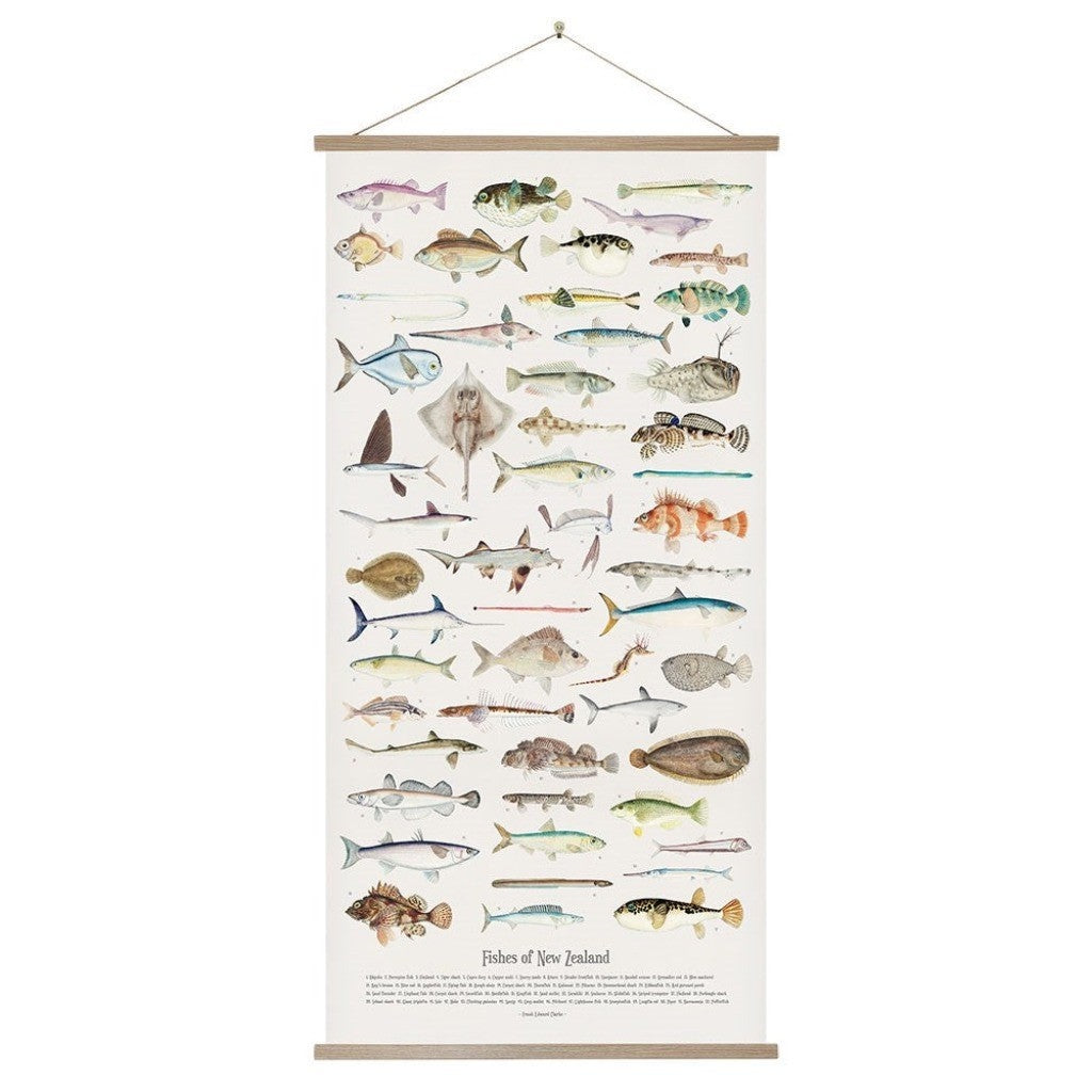 Fishes of New Zealand Wall Chart hanging from wooden battens