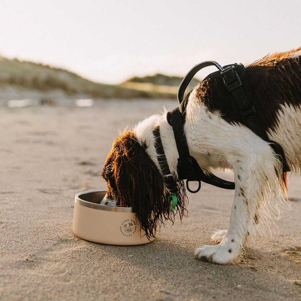 Dawny Adventure Club 2L Oat Dawn Dogs Bowl