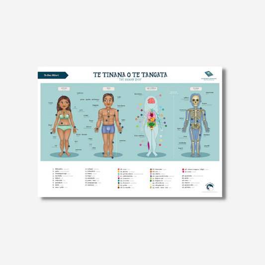 Illustrated Publishing - Poster A2 - Human Body - Te Reo Māori