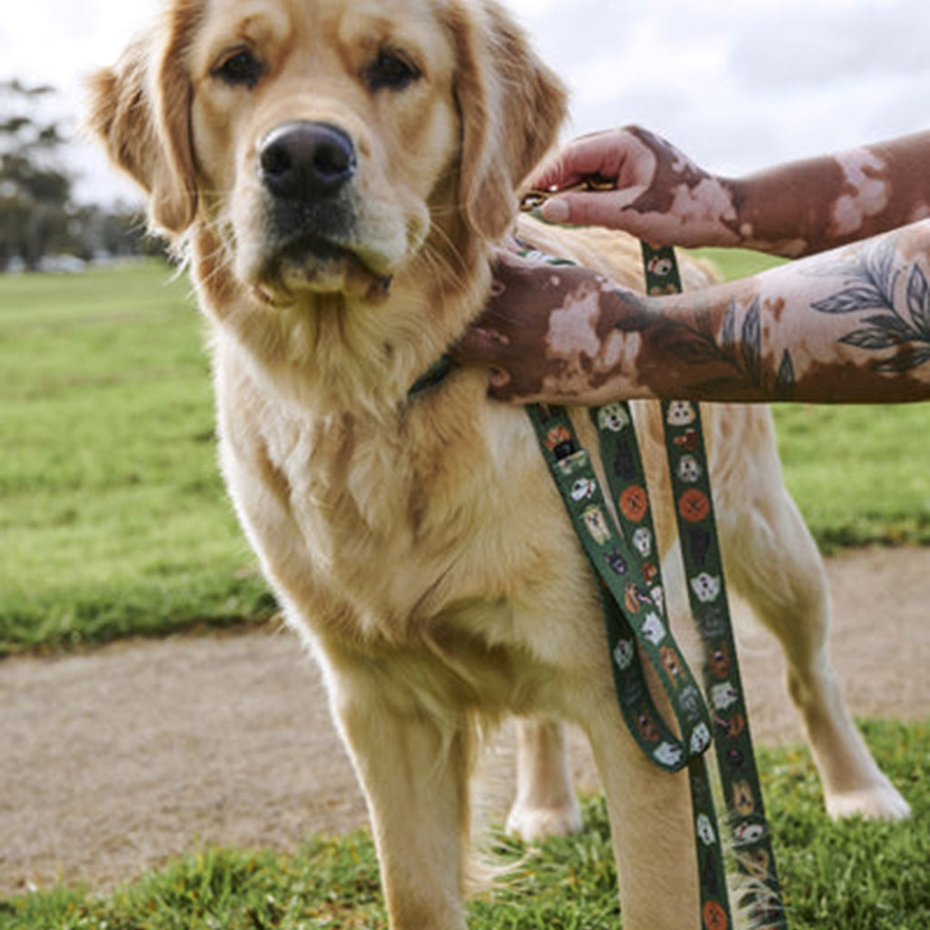 Upgrade your pup&#39;s style with the Kip &amp; Co Dog Park Lead available at Cove. This lead is both durable and chic, perfect for fashionable and functional walks with your furry friend.