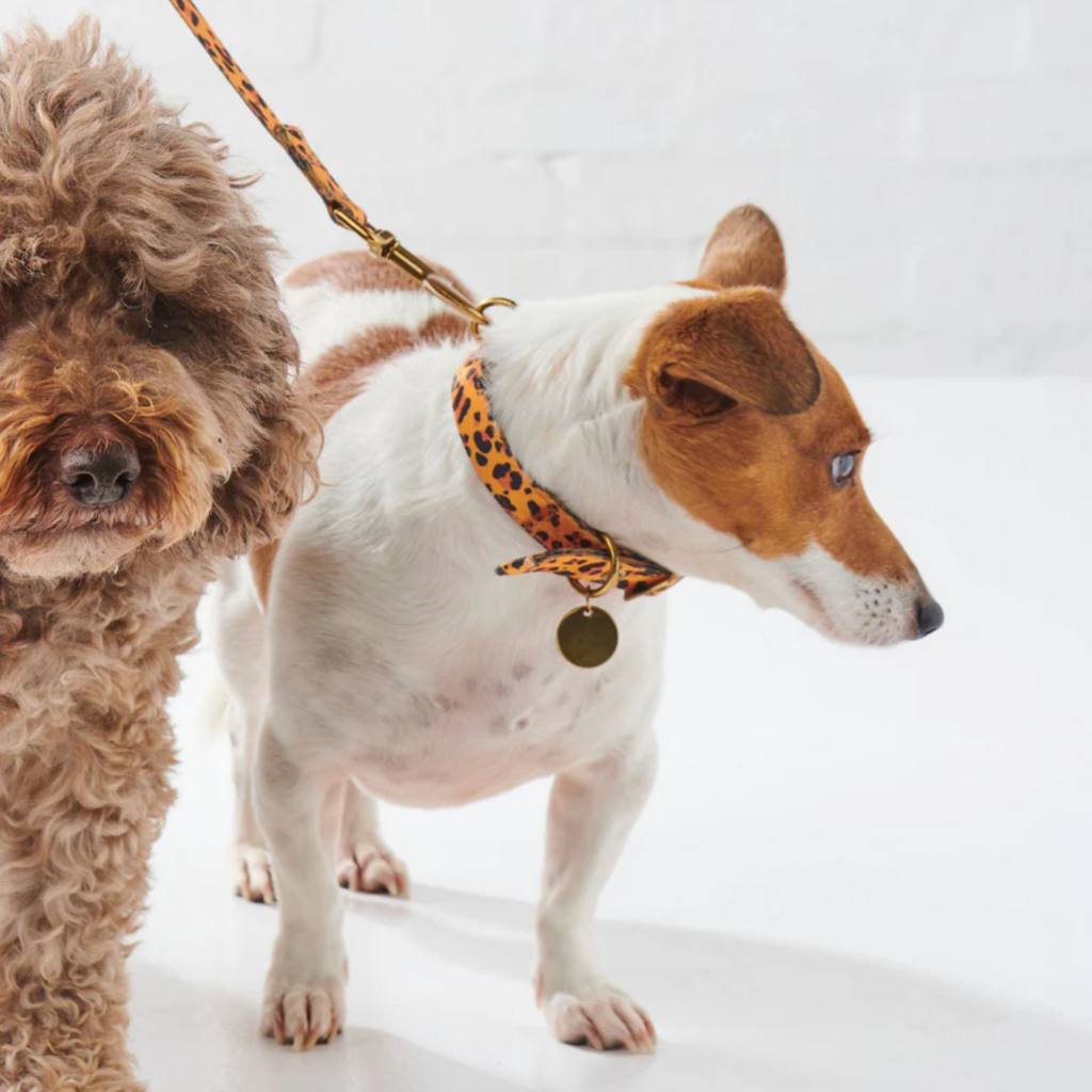 Shop Kip &amp; Co dog leads at Cove Beach Essentials. These leads are chic, durable, and designed to be tangle-free, perfect for stylish and hassle-free walks with your furry friend!