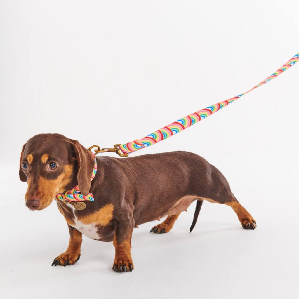Enhance your walks with the Kip &amp; Co Rainbow Spray Dog Leads available at Cove. These leads are both stylish and vibrant, adding a pop of color to your outings with your furry friend.
