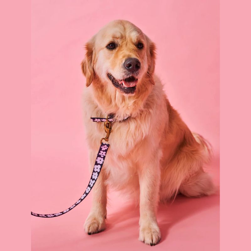 Upgrade your pup's look with Kip & Co's Flower Face Dog Lead at Cove. This lead is bold, durable, and stylish, making it a perfect accessory for your furry friend. It is available in two lengths to suit your needs. The vibrant floral design adds a touch of flair to your dog's daily walks.