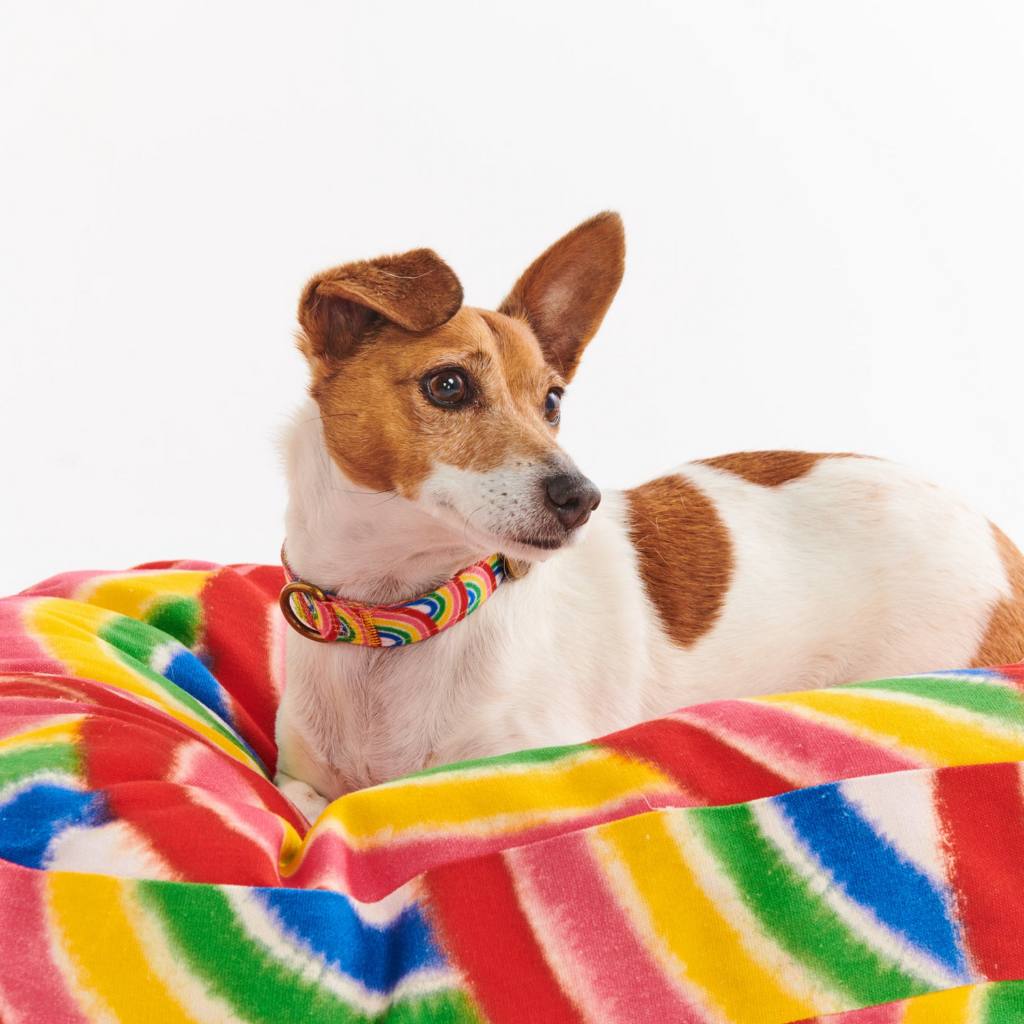 Kip & Co | Rainbow Spray Dog Collar