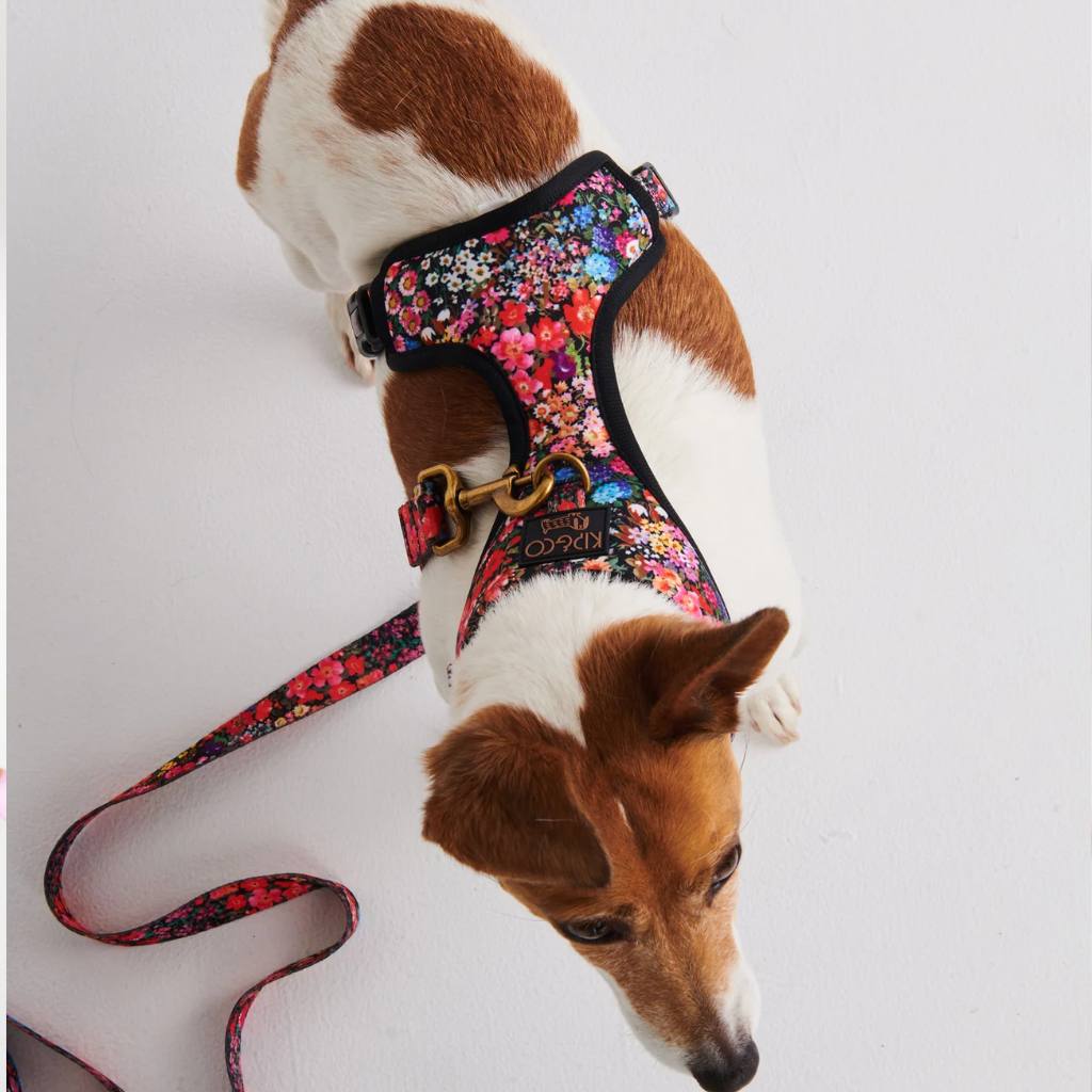 Kip & Co | Forever Floral Black Dog Harness