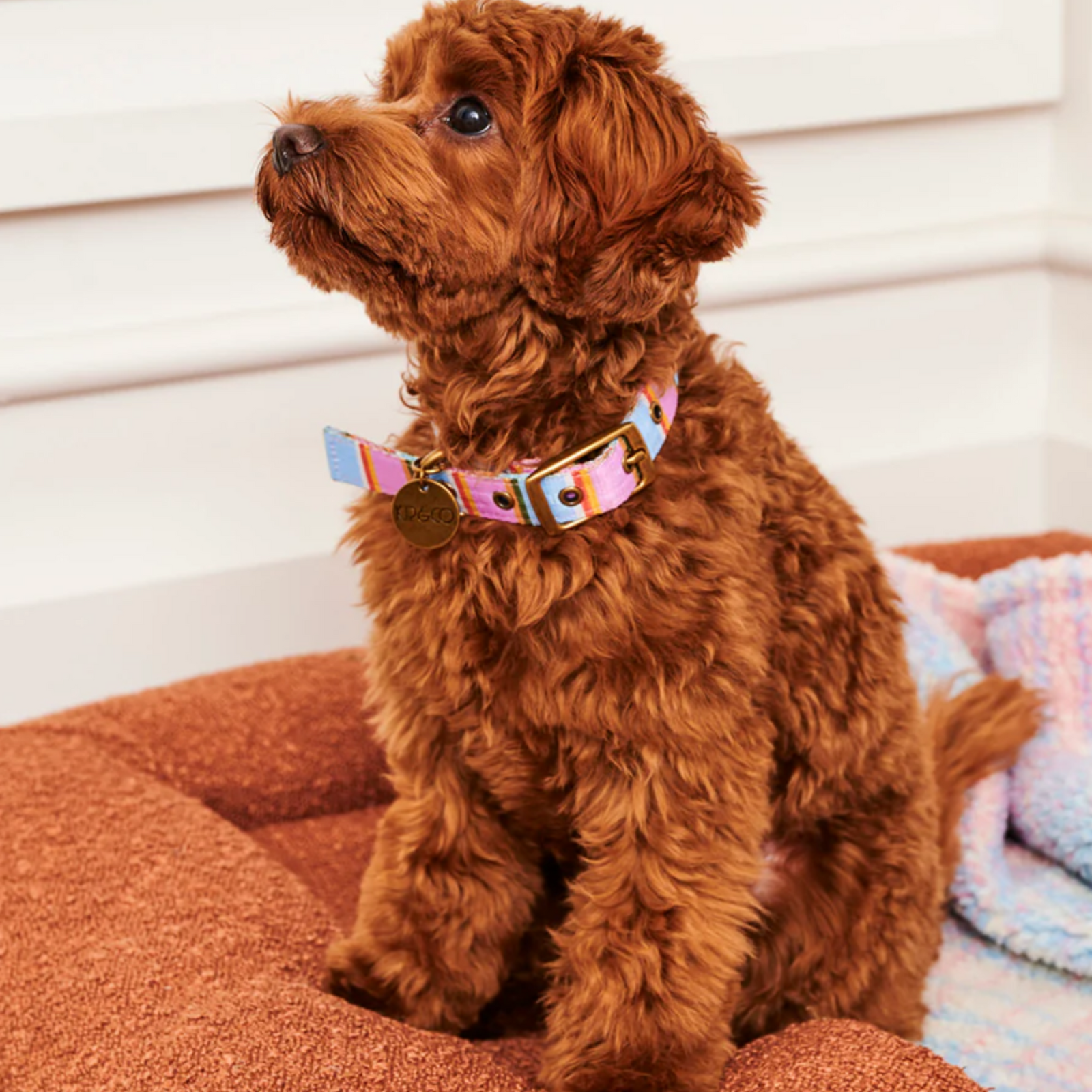 Kip & Co  | Fez Stripe Dog Collar Small