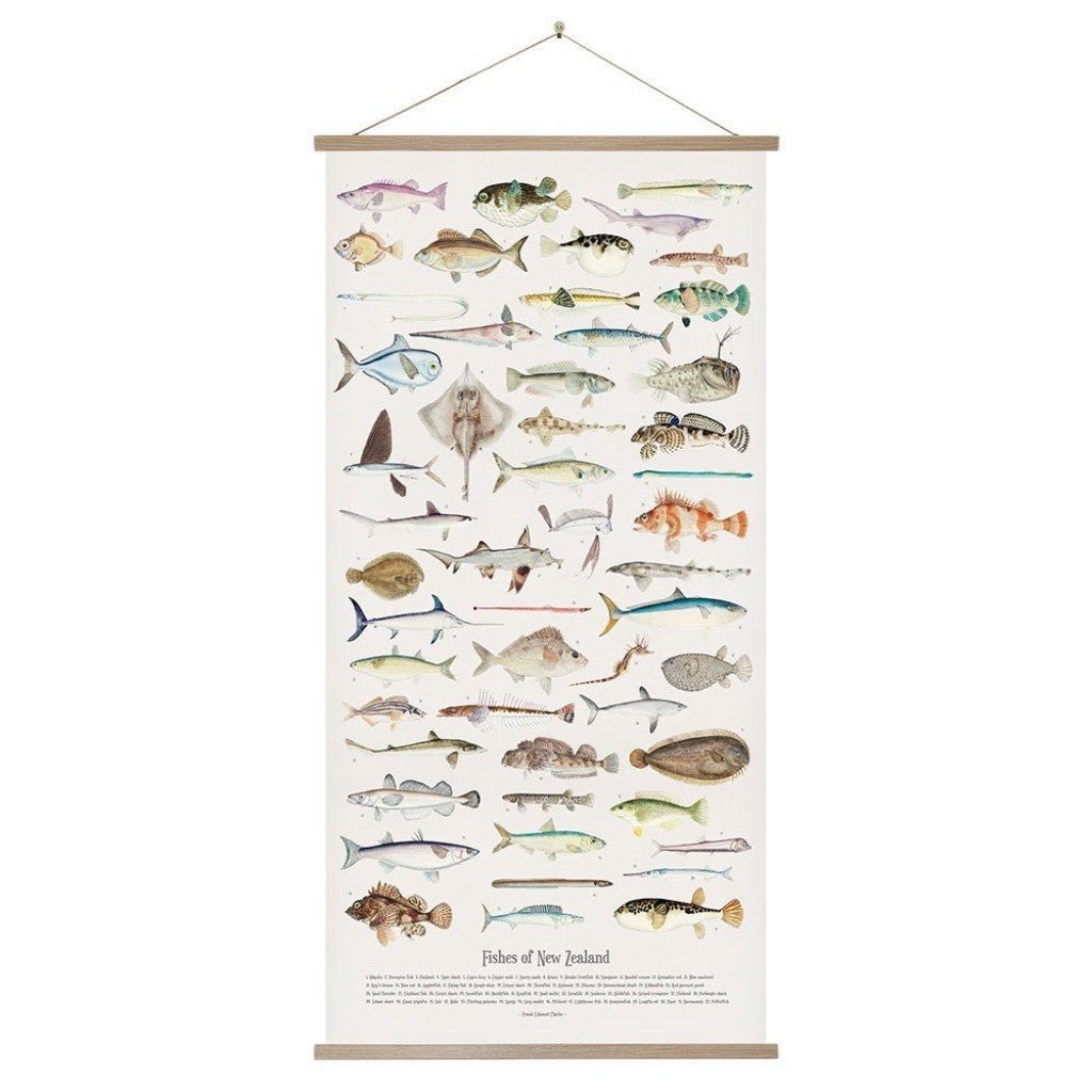 Fishes of New Zealand Wall Chart - Medium - Cove. Beach Essentials