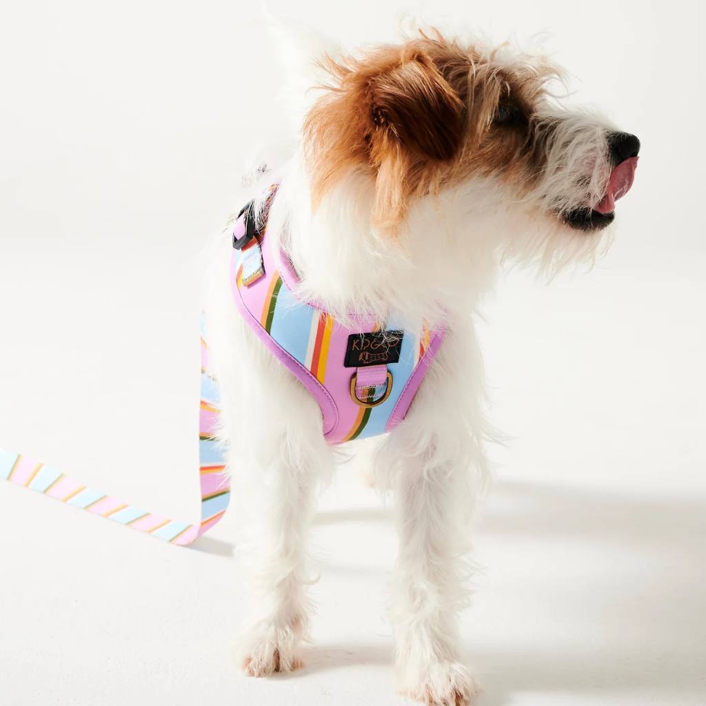 Kip & Co | Fez Stripe Dog Harness - Cove. Beach Essentials
