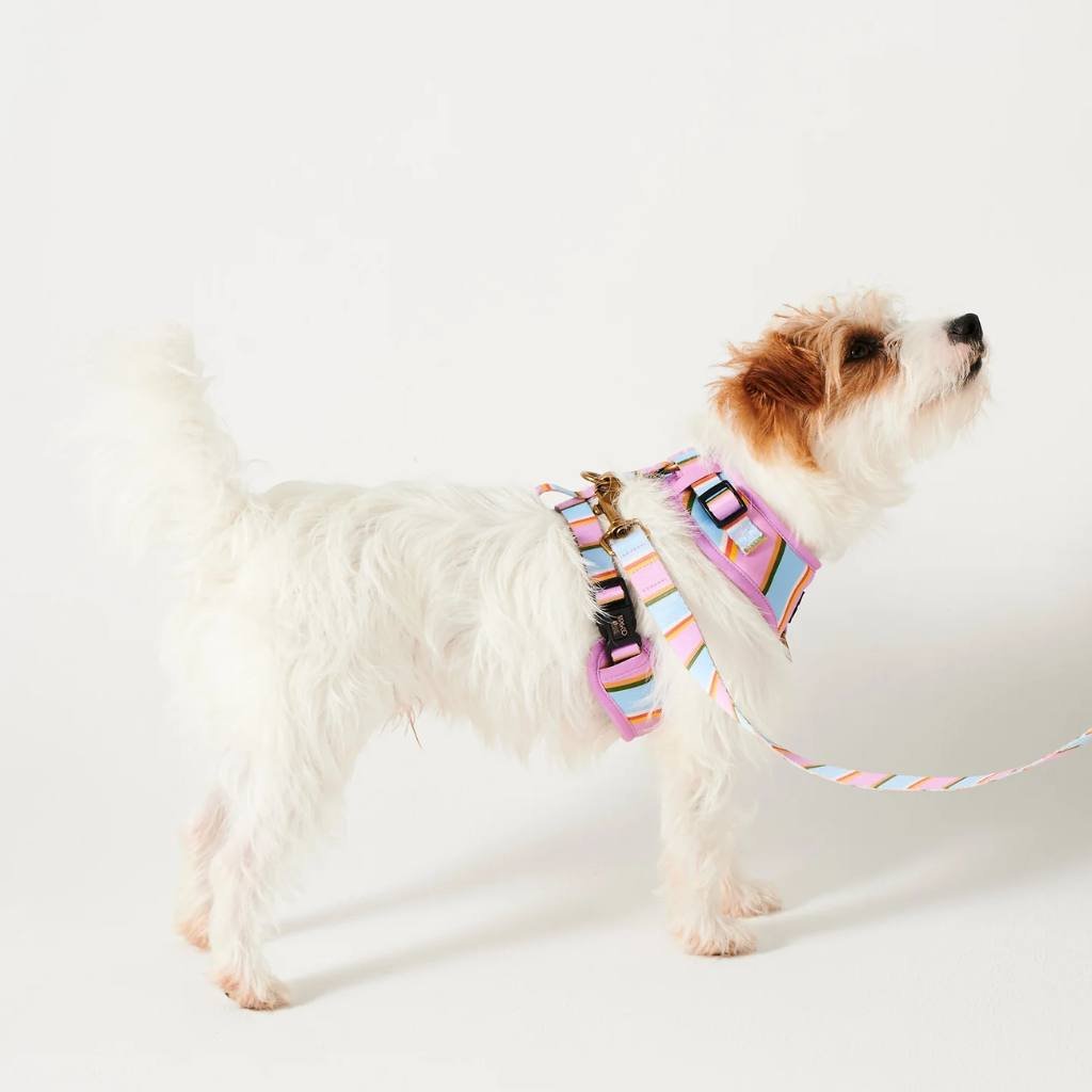 Kip & Co | Fez Stripe Dog Harness - Cove. Beach Essentials