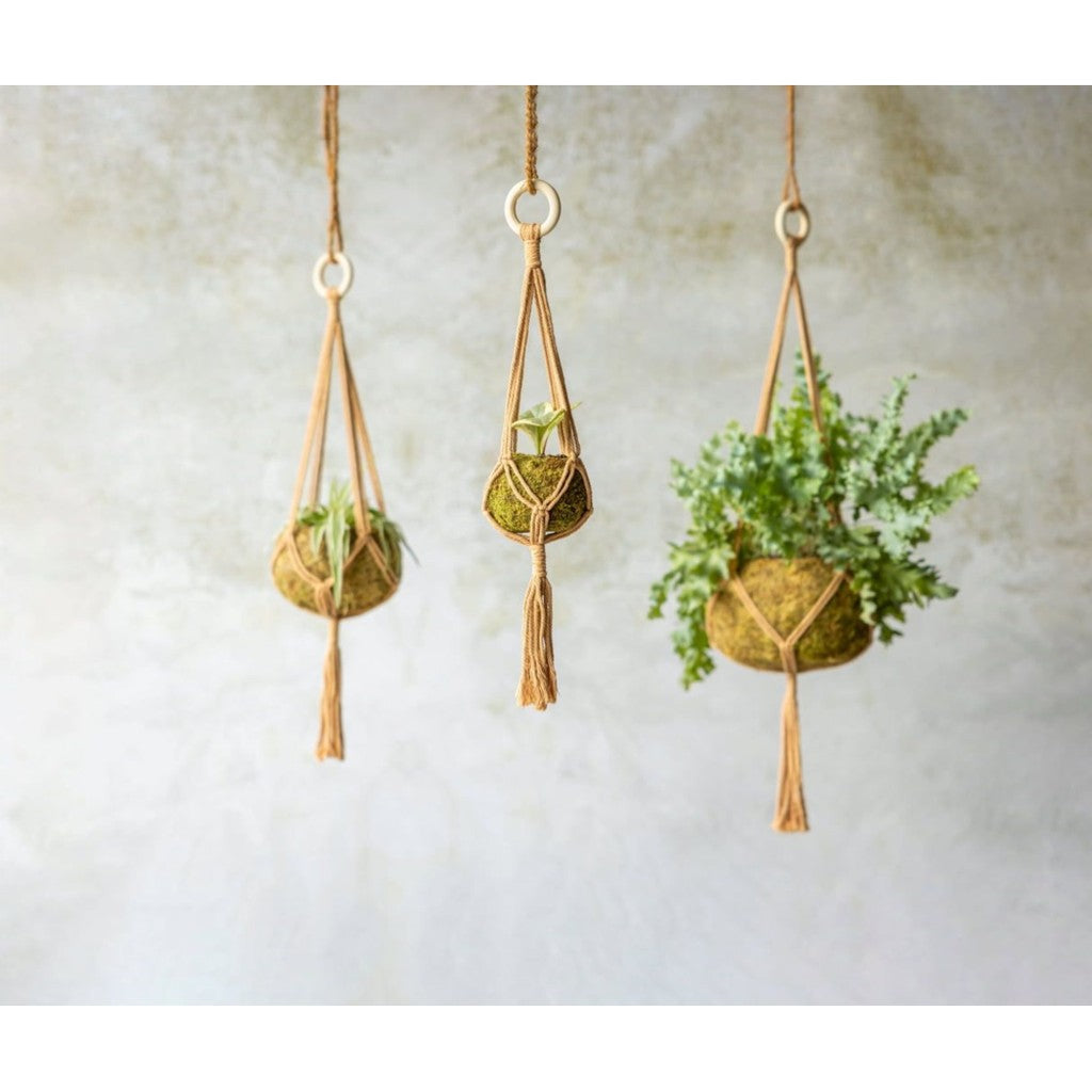 Macramé plant hangers holding potted plants