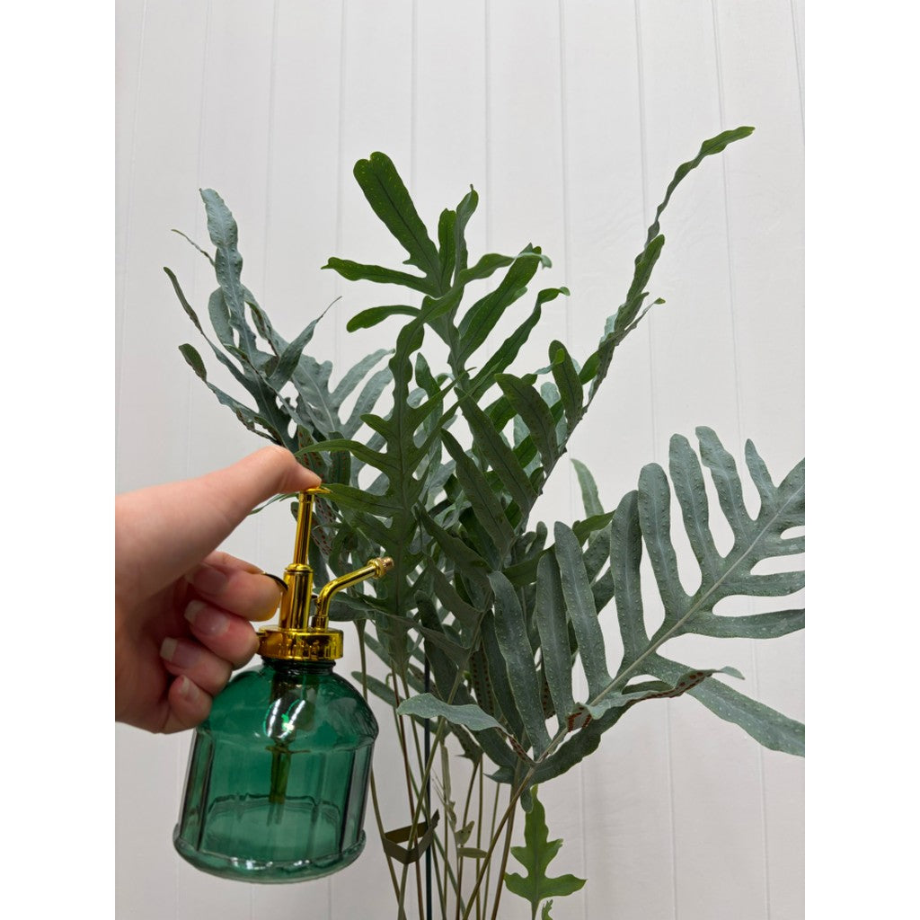 Misting a houseplant with the green glass plant mister