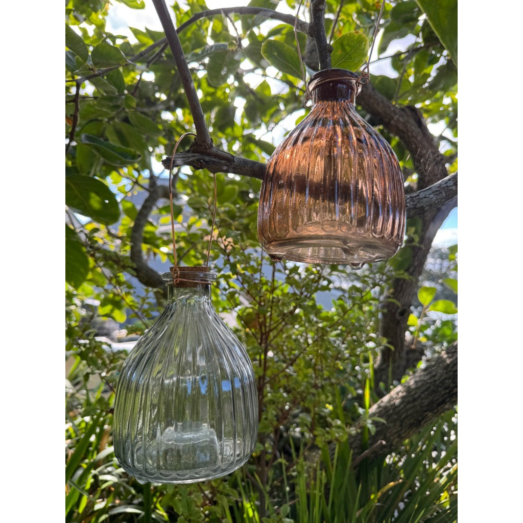Glass wasp traps hanging in a tree