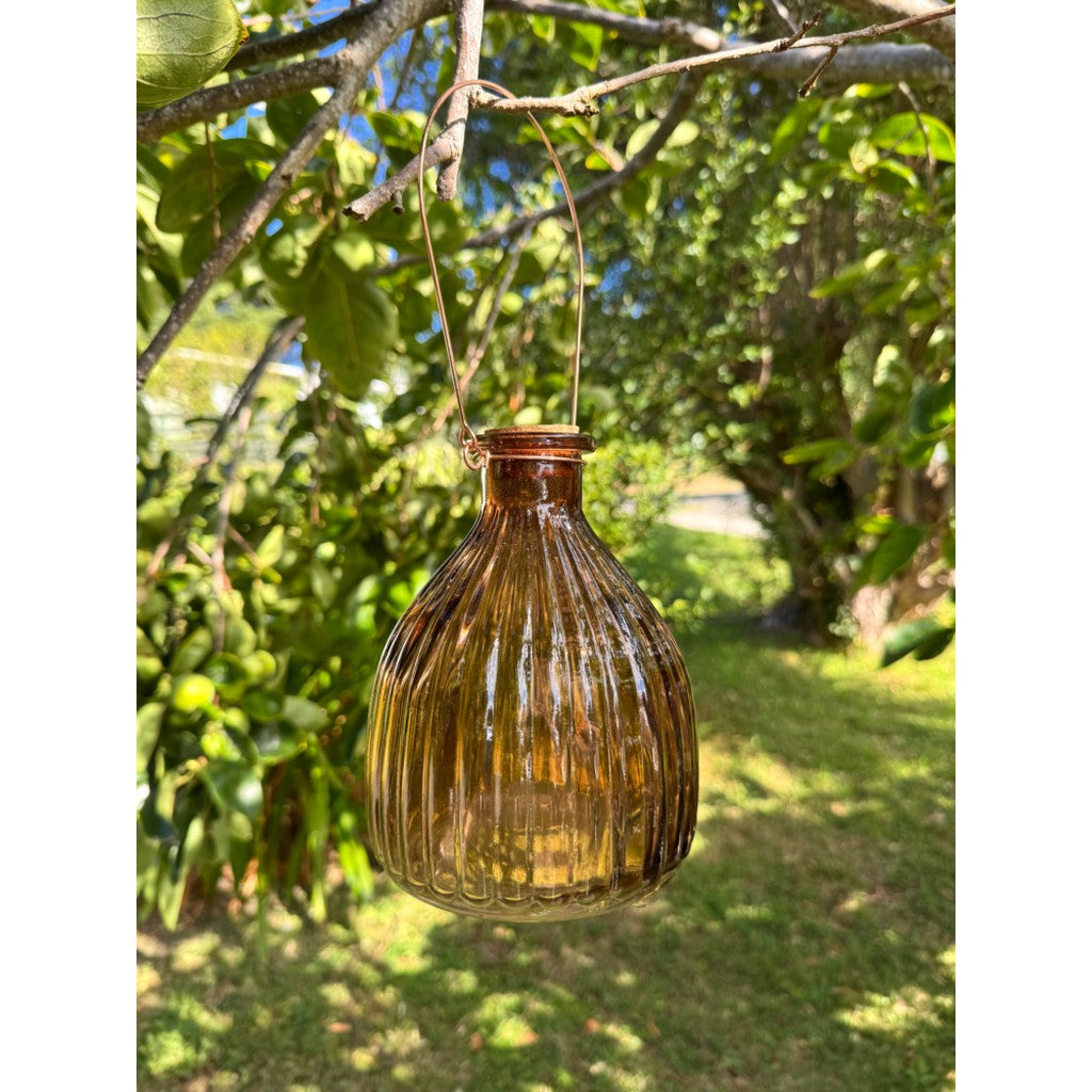 Amber glass wasp trap hanging in the garden