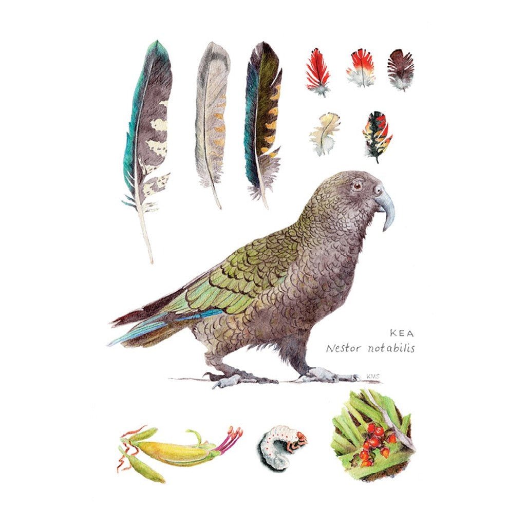 Pikitia Postcard Kea Feathers - Cove. Beach Essentials