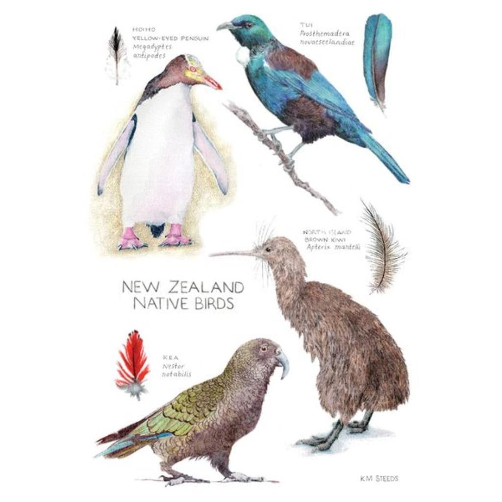 Pikitia Tea Towel | NZ Native Birds - Cove. Beach Essentials