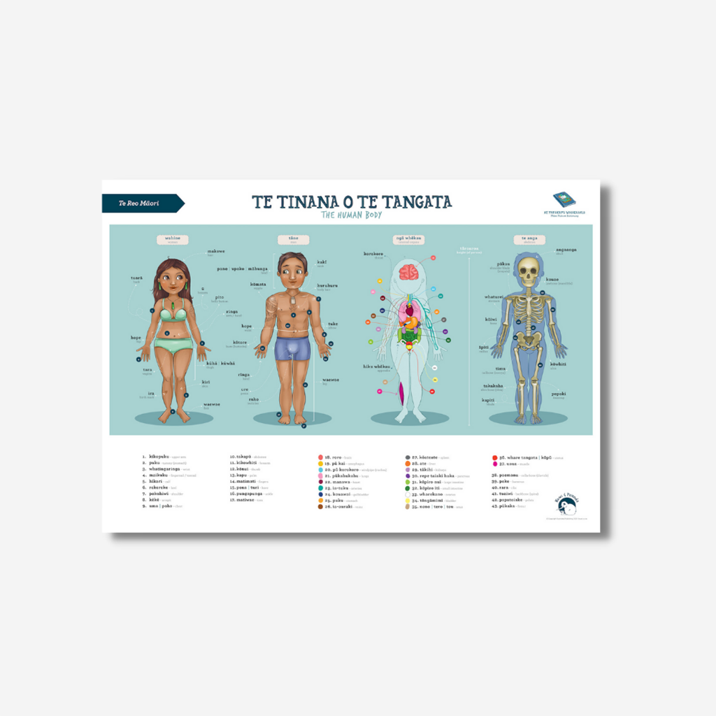 Illustrated Publishing - Poster A2 - Human Body - Te Reo Māori