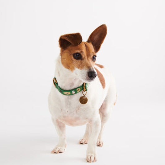 Kip & Co Dog Park Dog Collar Large